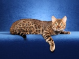Bengal Cat On A Blue Background
