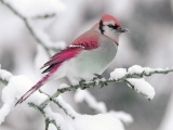 Bird On Snow Branch