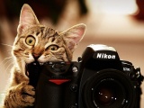 Cats Bite Funny Cameras Nikon Kittens Photo Camera Biting