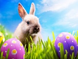 Easter Rabbit Eggs