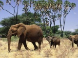 Elephants Family Animals