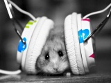 Enjoy Music Animal