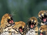 Funny Leopards