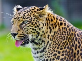 Jaguar Show His Tongue