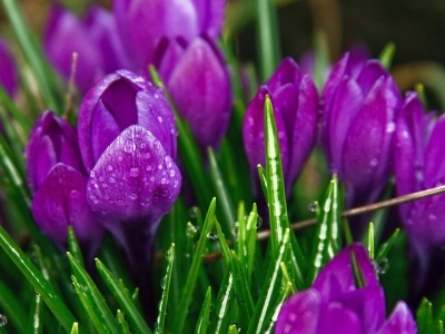 Purple Flowers Plants Nature