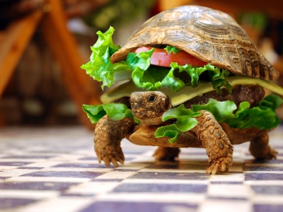Sandwiches Funny Turtles Hamburgers Photomanipulations