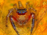 Spider On The Autumn Leaf