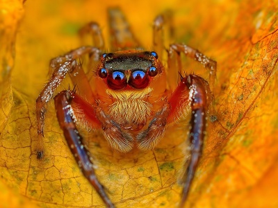 Spider On The Autumn Leaf