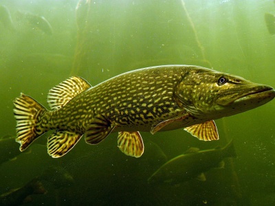 The Northern Pike