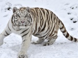Tiger Albino Snow Winter
