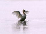 White Swan Long Flight
