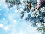 Winter Snow Christmas Tree Pine Cone