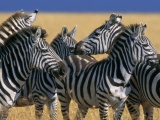 Zebra Stripe Herd Kenya