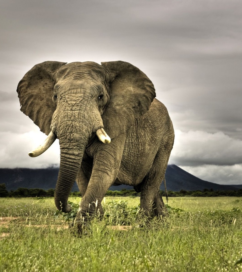 Amazing Elephant