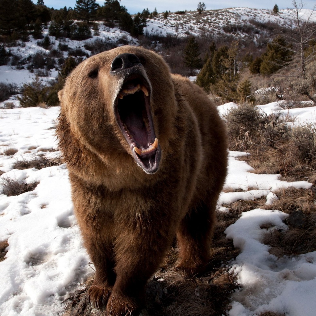 Angry Grizzly Bear1