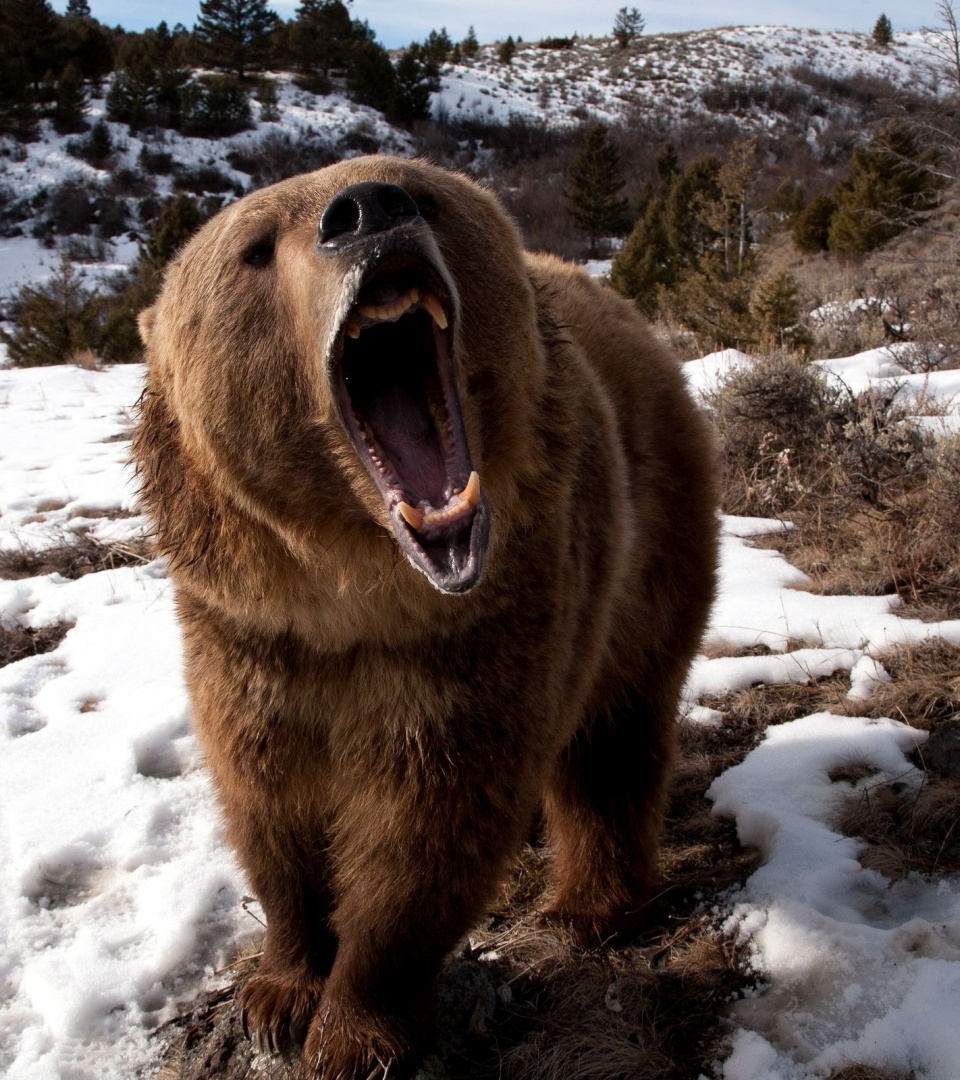 Angry Grizzly Bear1