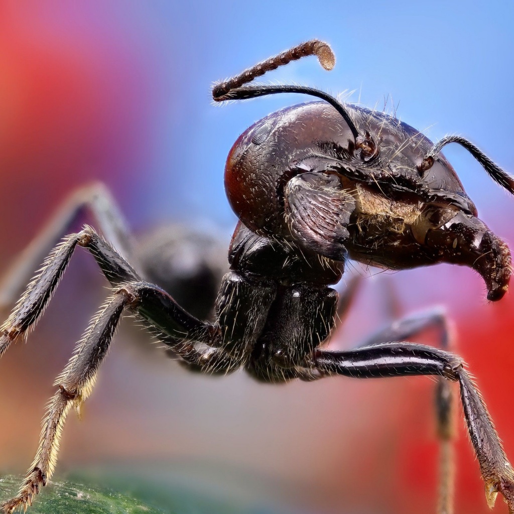 Ant Close Up1