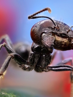 Ant Close Up1