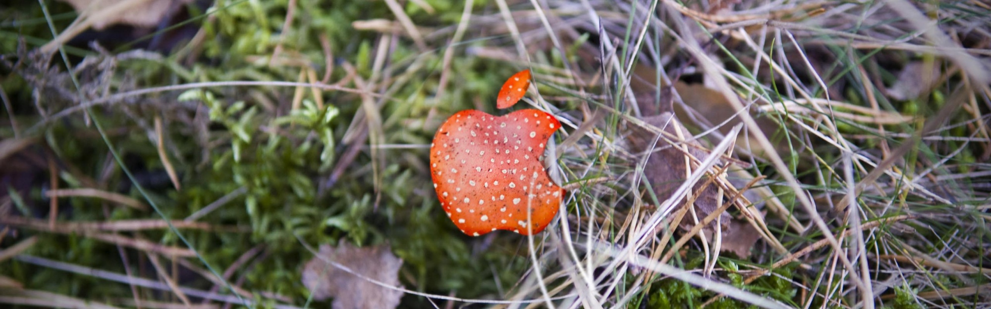 Apple Red Mushroom Background Computer