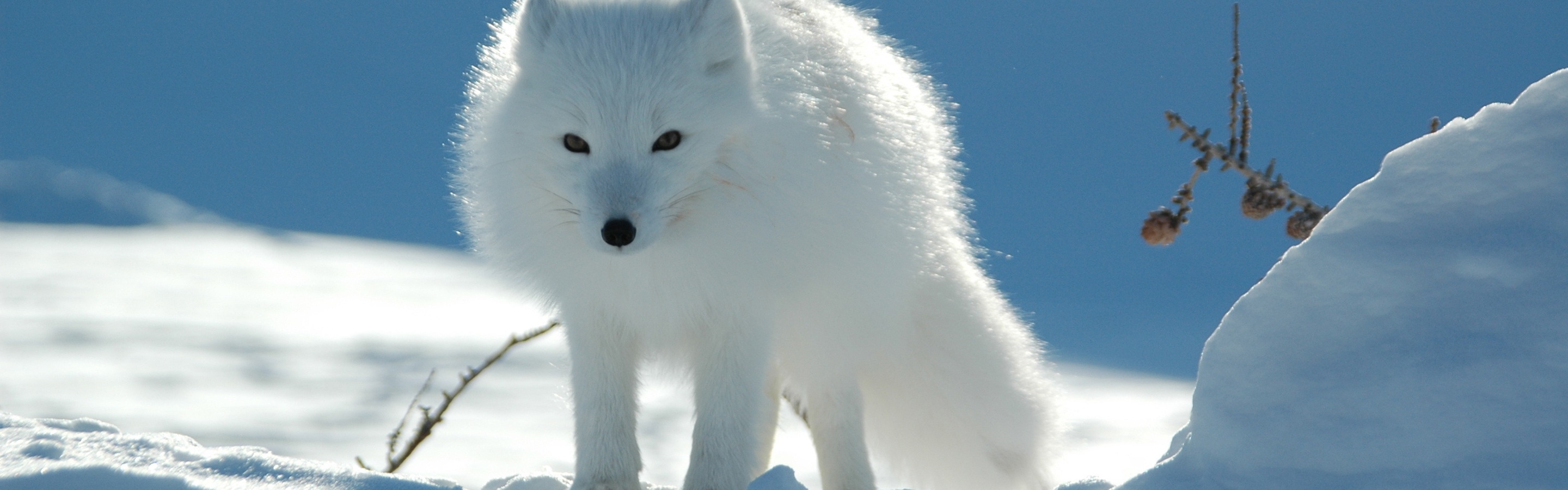 Arctic Fox In The Snow
