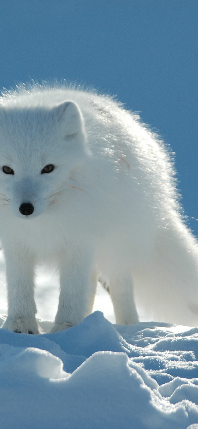Arctic Fox In The Snow
