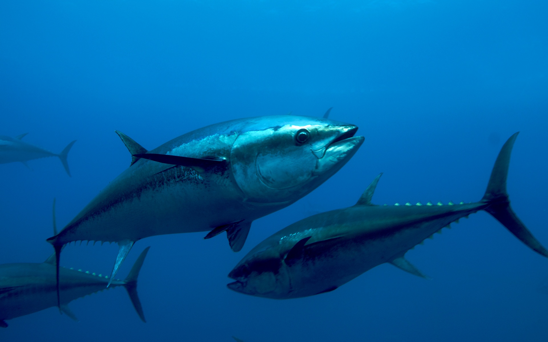 Atlantic Bluefin Tuna