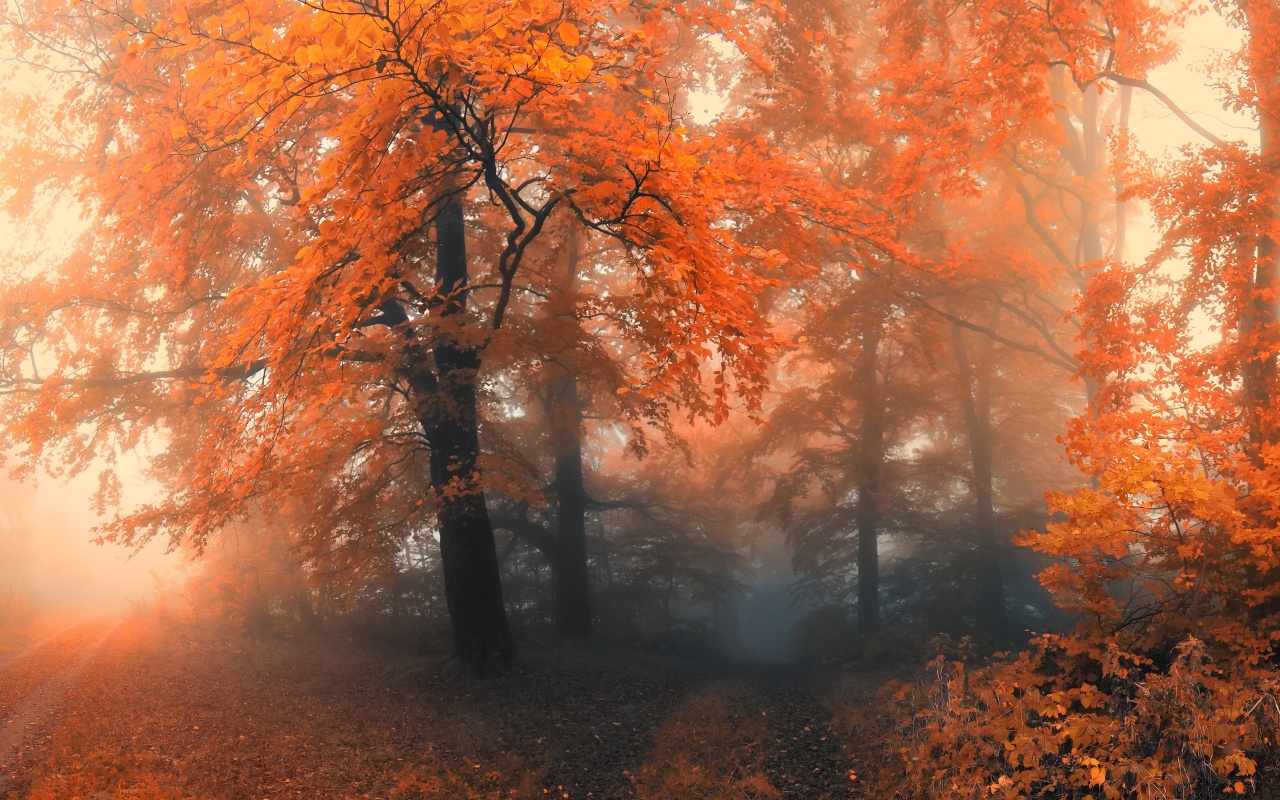 Autumn Colors And Fog