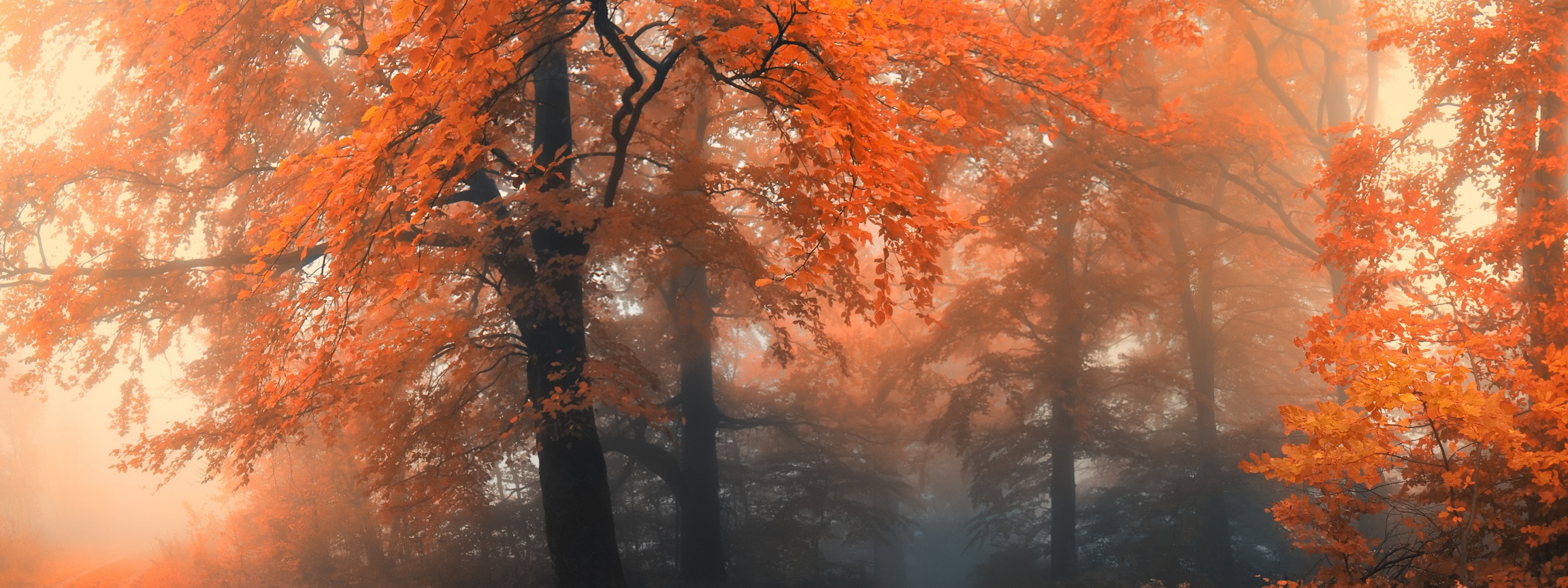 Autumn Colors And Fog