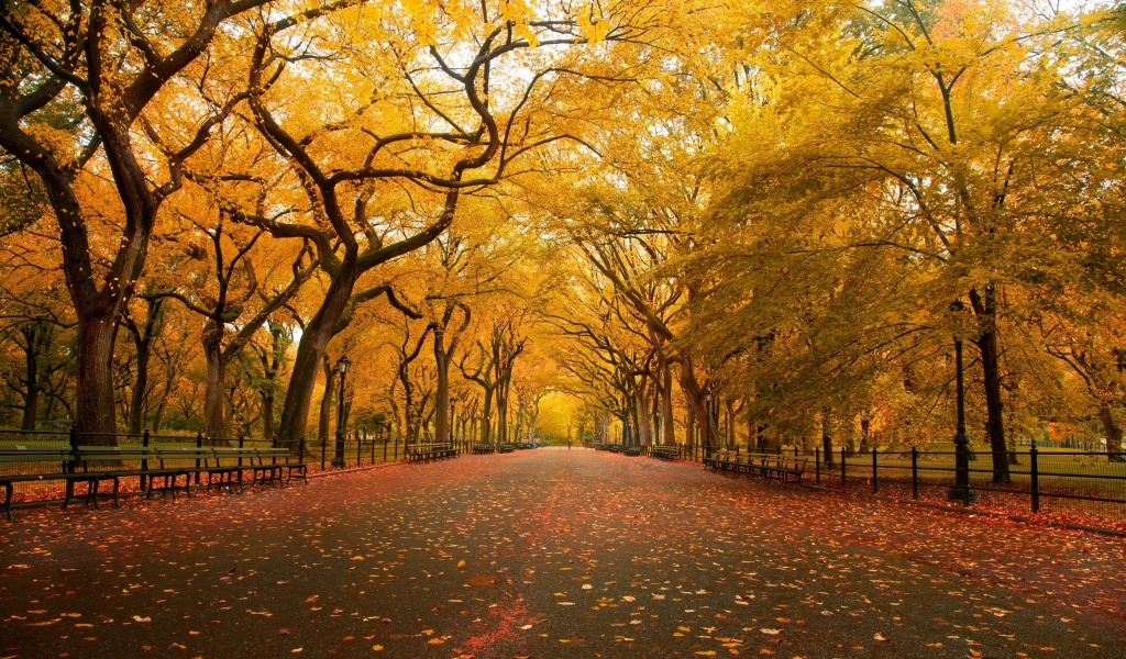 Autumn Colors In Central Park