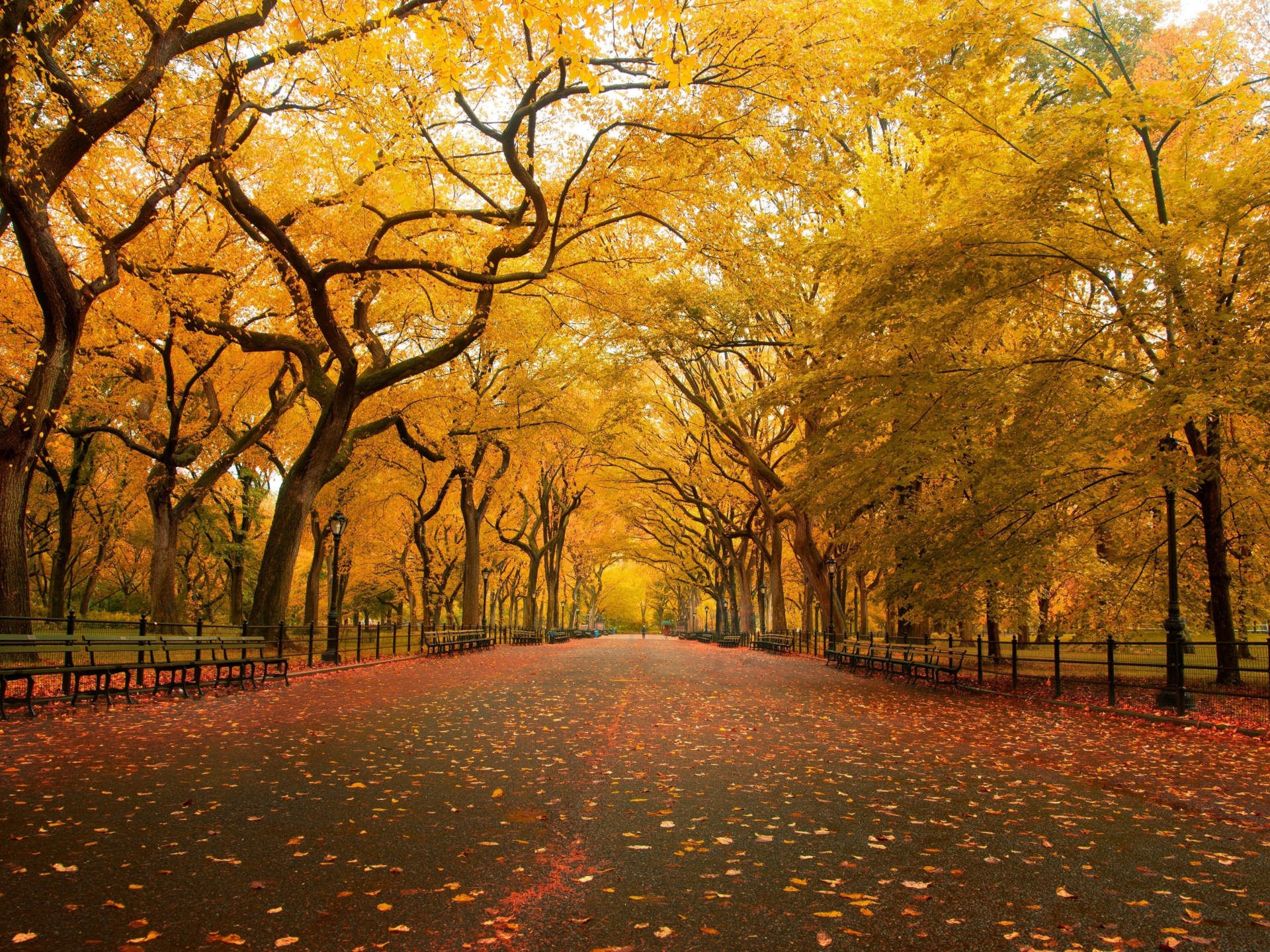 Autumn Colors In Central Park