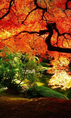 Autumn Tree Nature