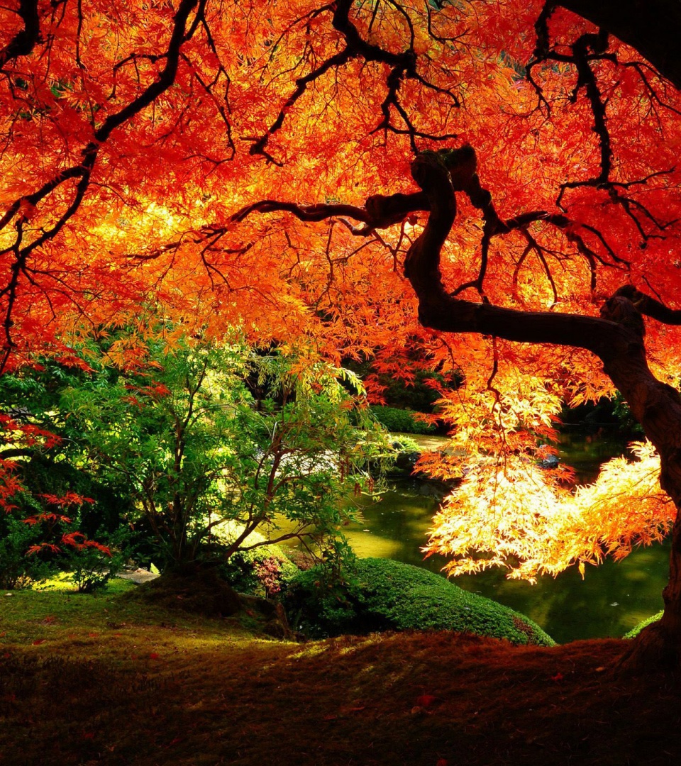 Autumn Tree Nature