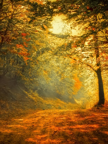 Autumn Trees Road Forest
