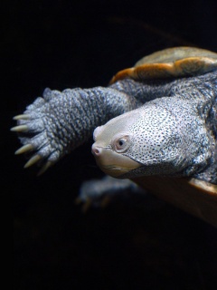 Baltimore Turtle
