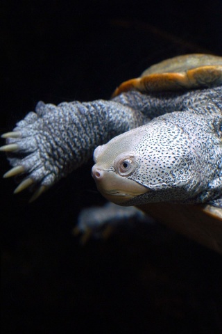 Baltimore Turtle
