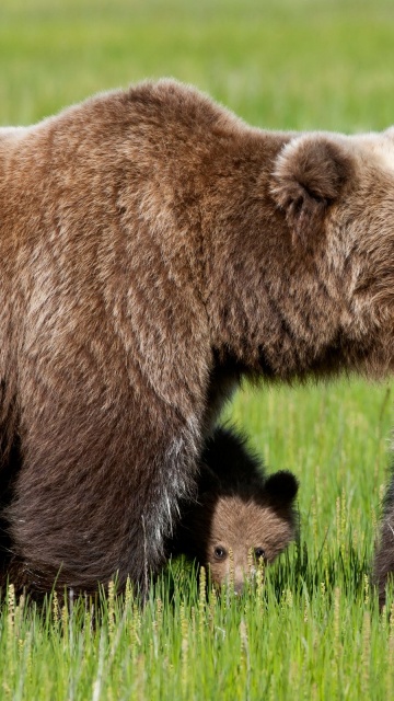 Bear With Cubs1