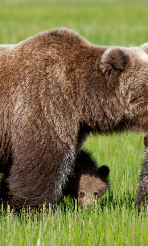 Bear With Cubs1