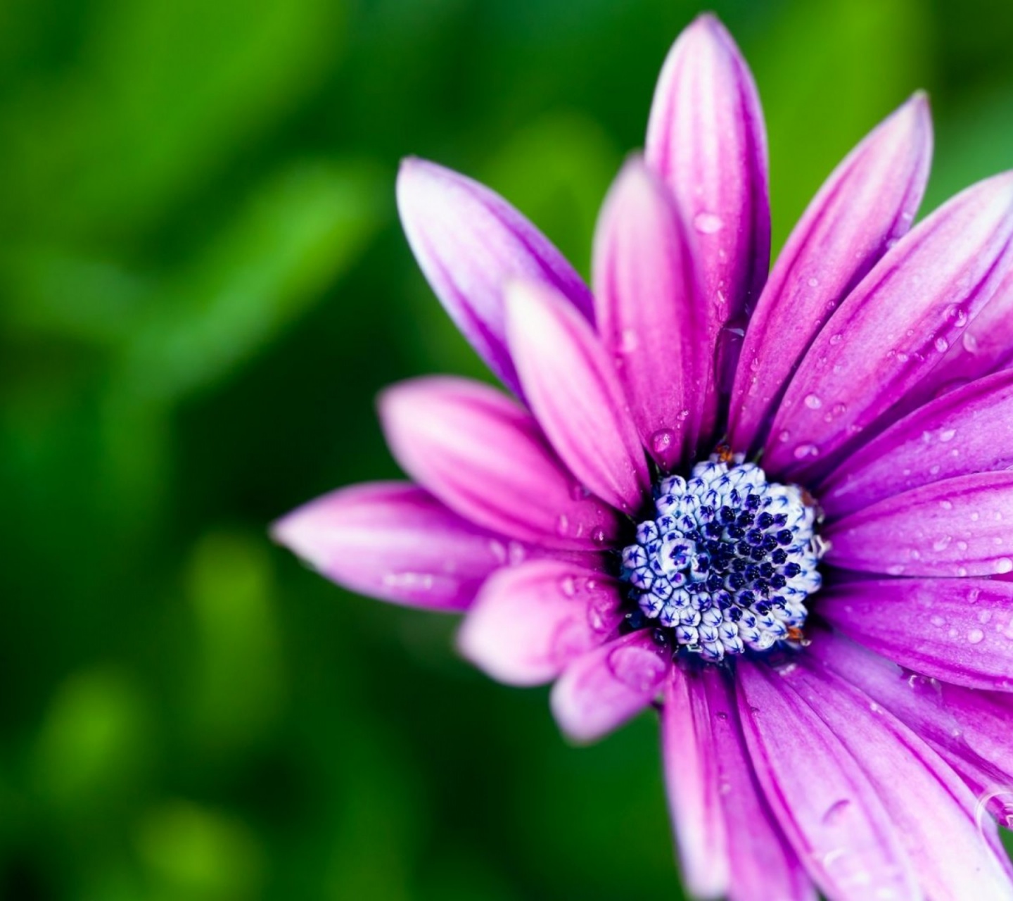 Beautiful Purple Daisy