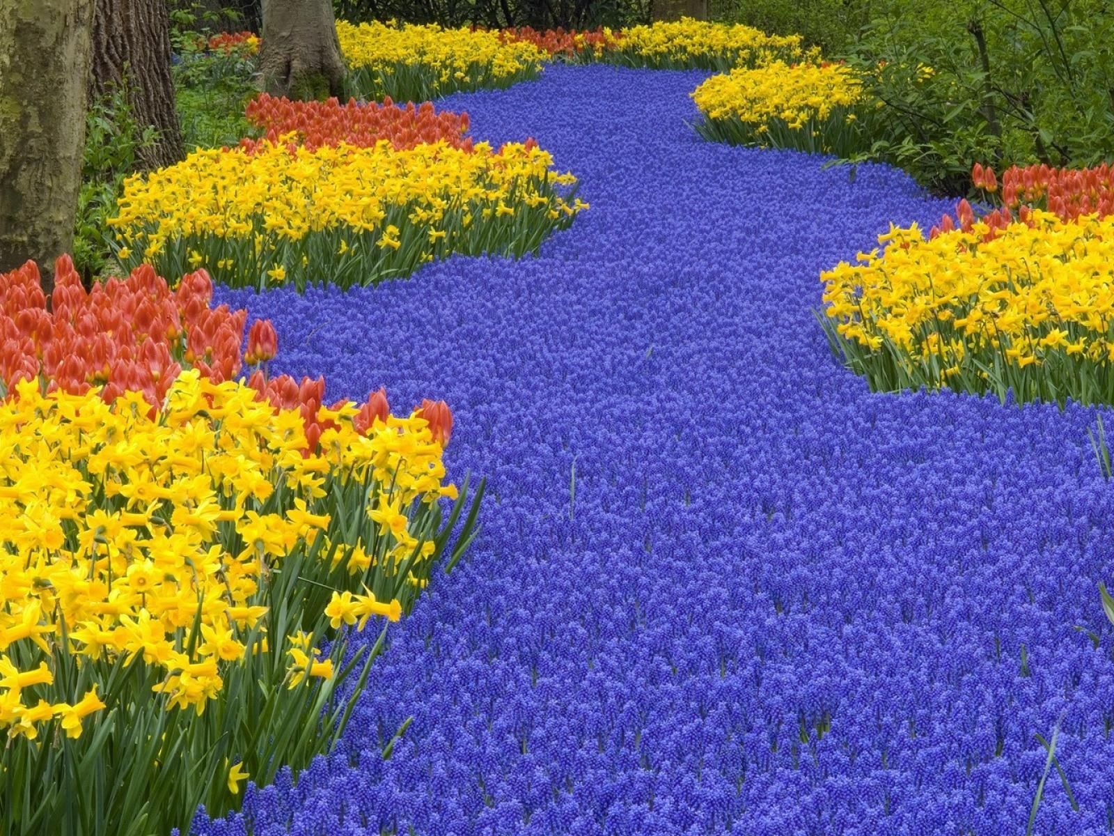 Beautiful Scenery Keukenhof Gardens Lisse Netherlands Flowers World