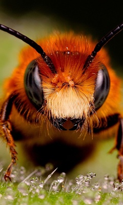 Big Bee2