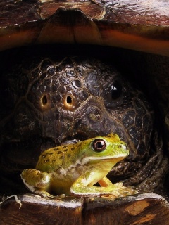 Big Turtle And Little Frog1