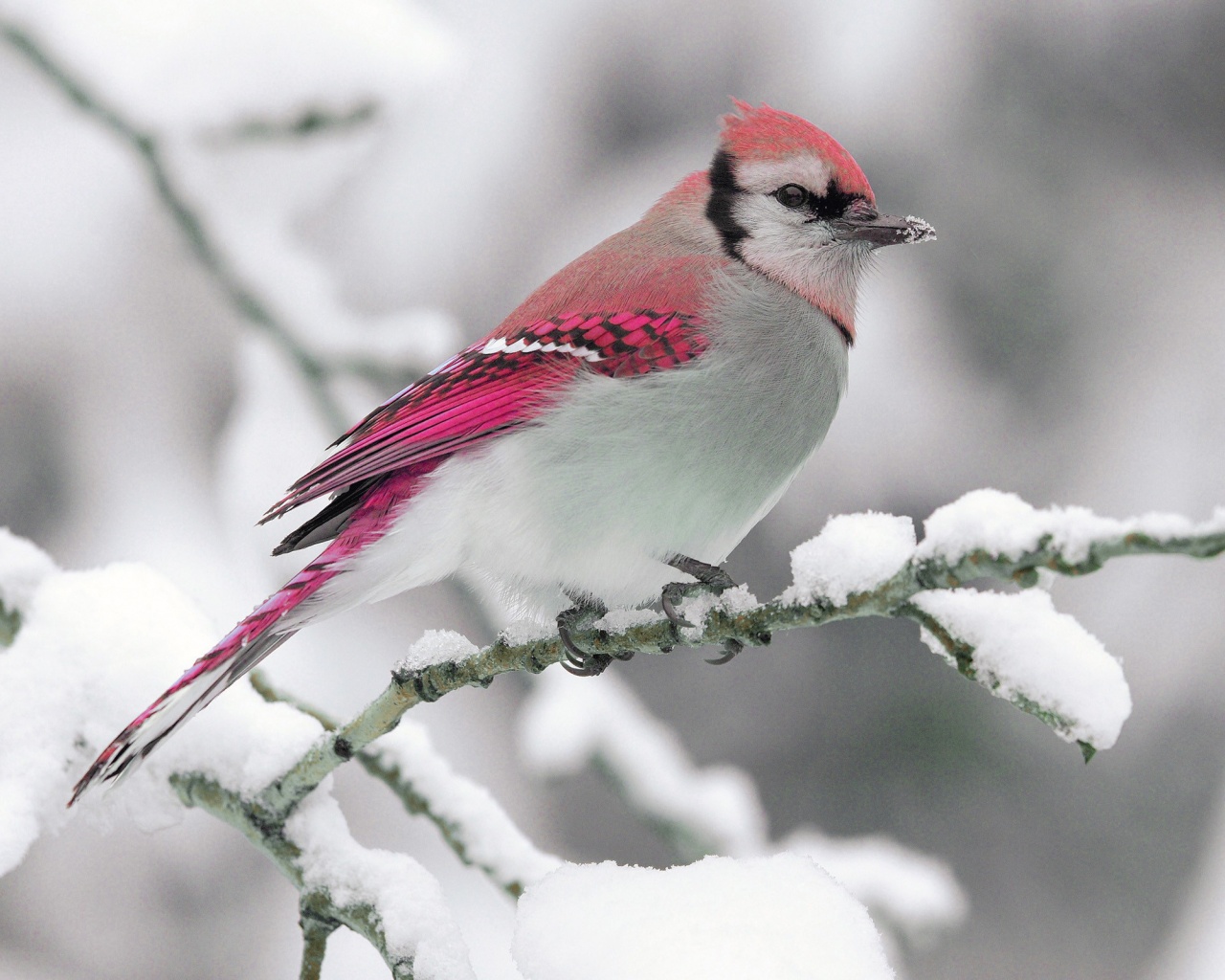 Bird On Snow Branch