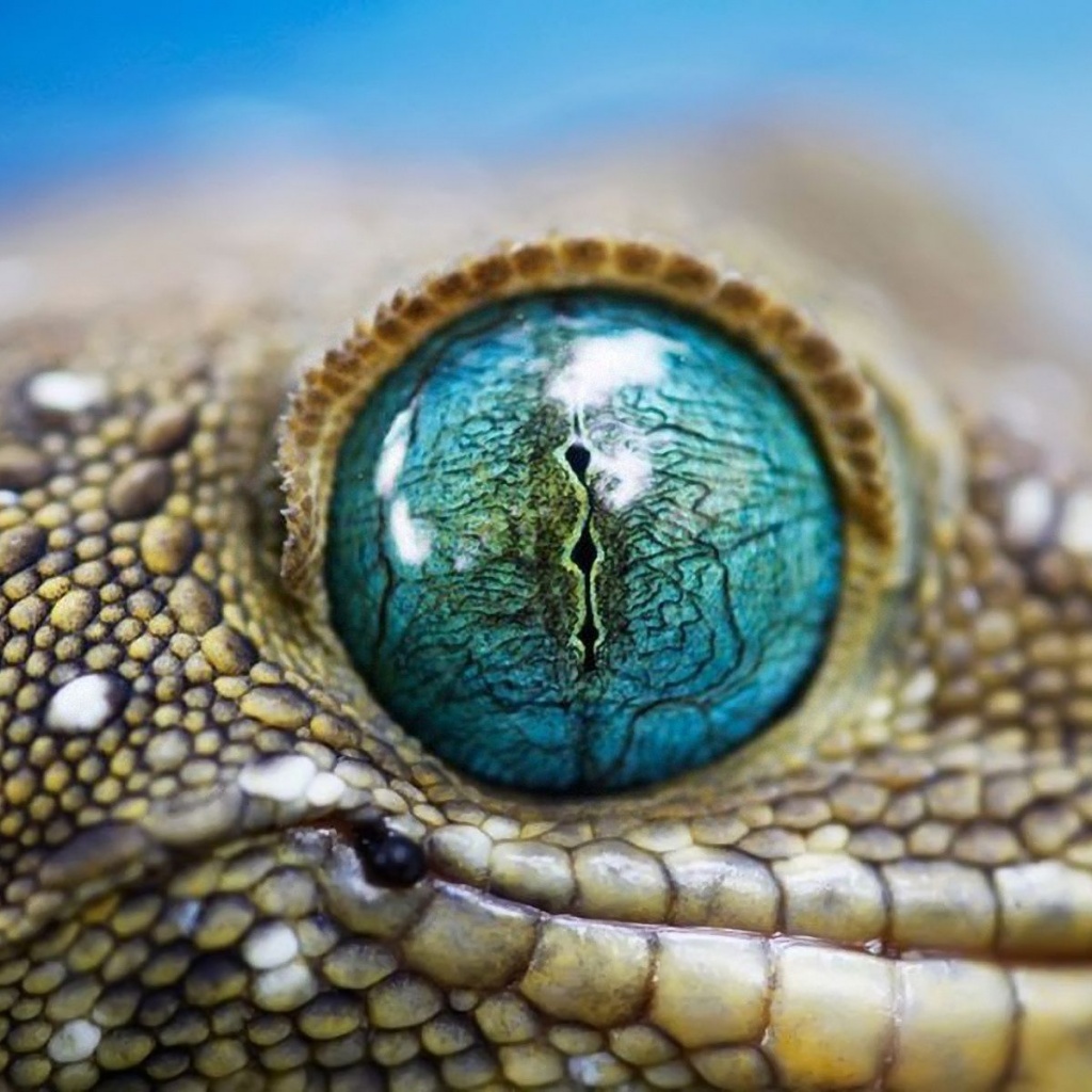 Blue Reptile Eye1