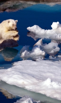Brave Polar Bear1