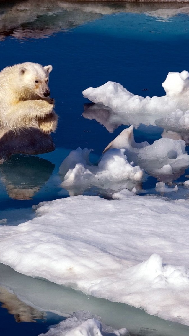 Brave Polar Bear1