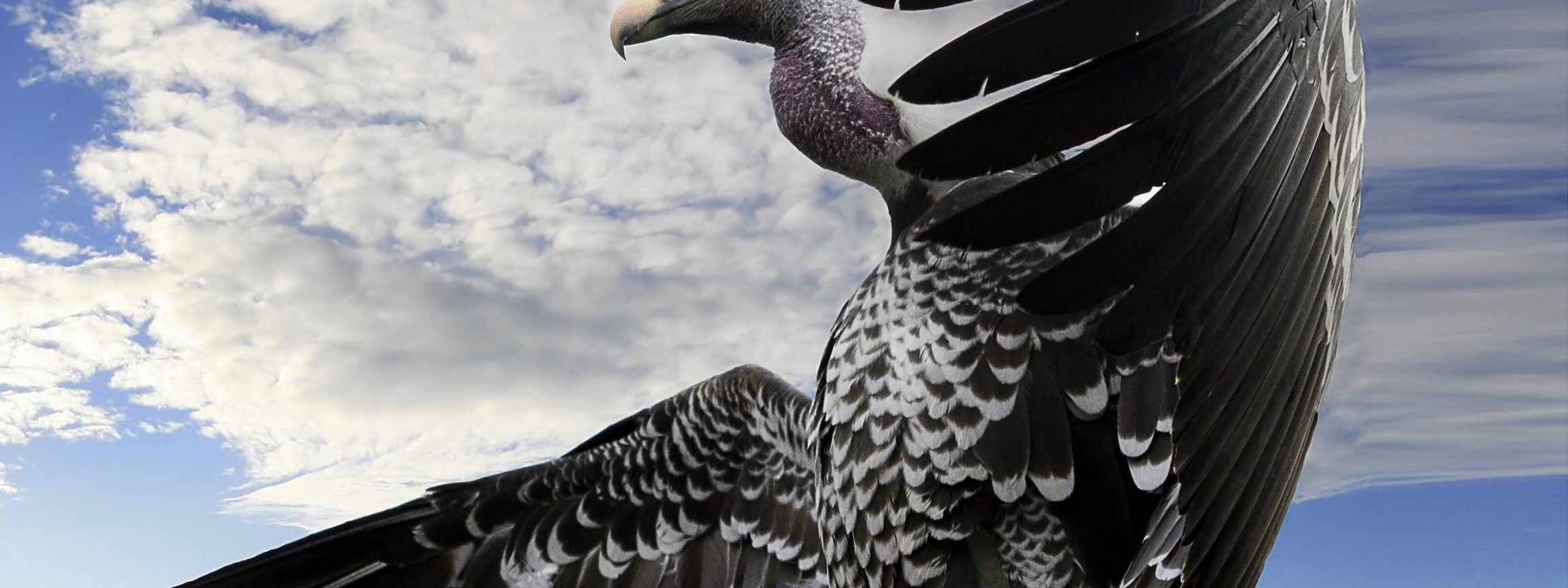 Breathtaking Condor Animal