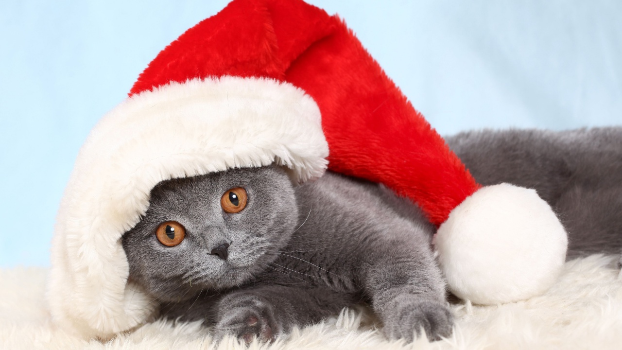 British Cat In Red Christmas Cap