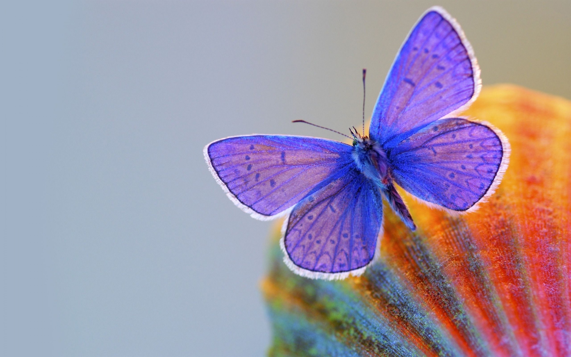 Butterfly Blue Animal