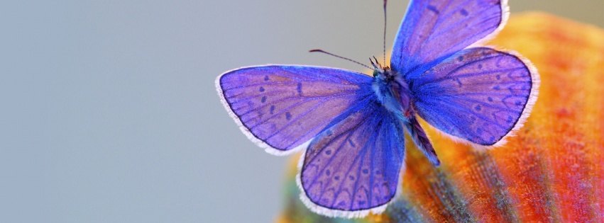Butterfly Blue Animal