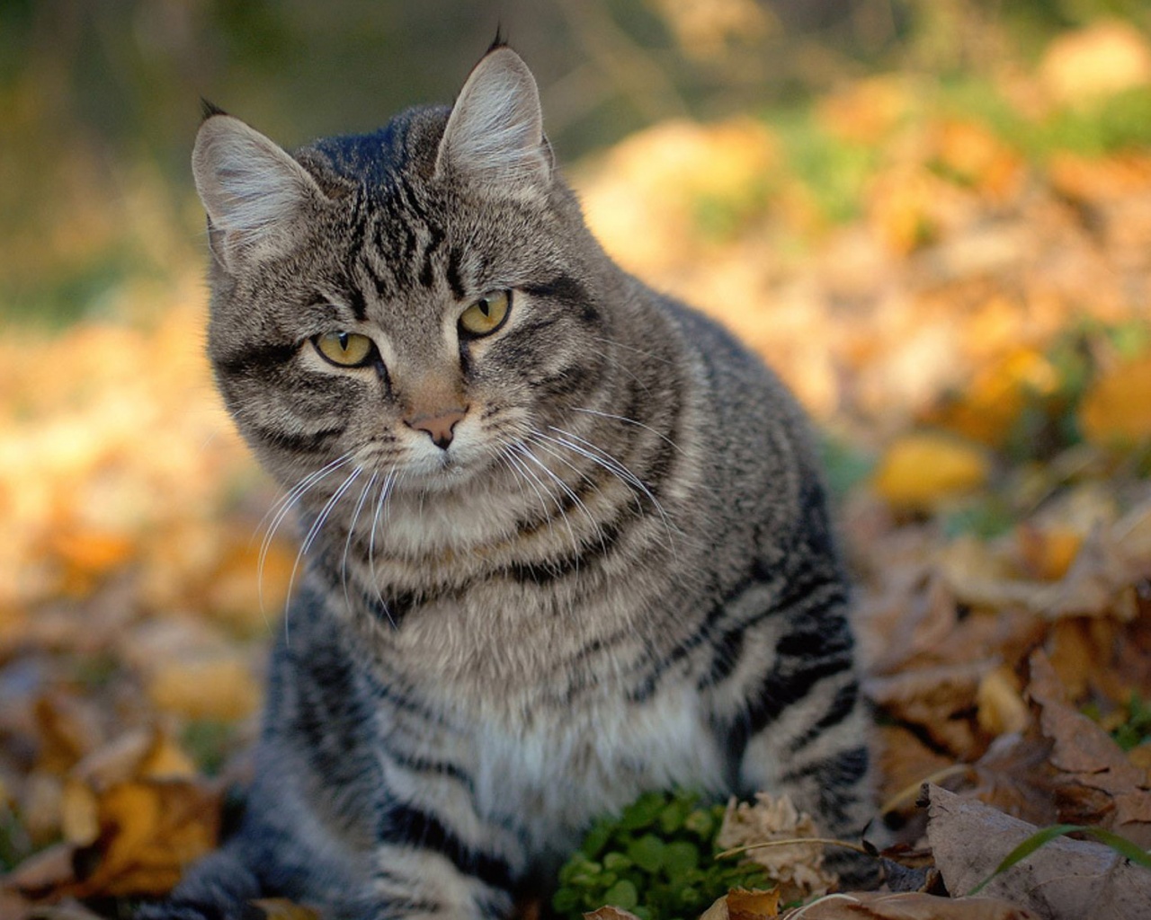 Cat And Autumn Leaves